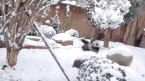 下大雪了，盘点全国初雪美景，太漂亮了！
