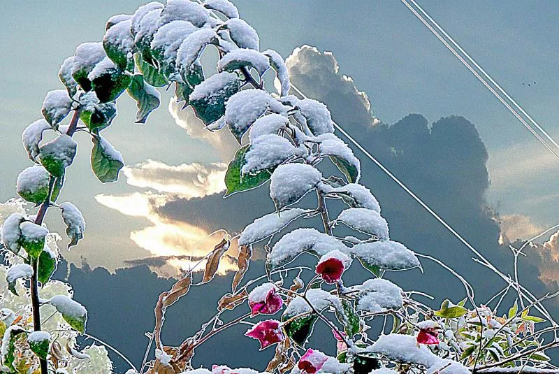 下大雪了，盘点全国初雪美景，太漂亮了！