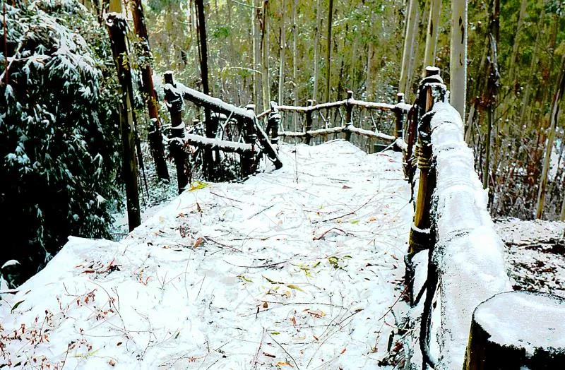 下大雪了，盘点全国初雪美景，太漂亮了！