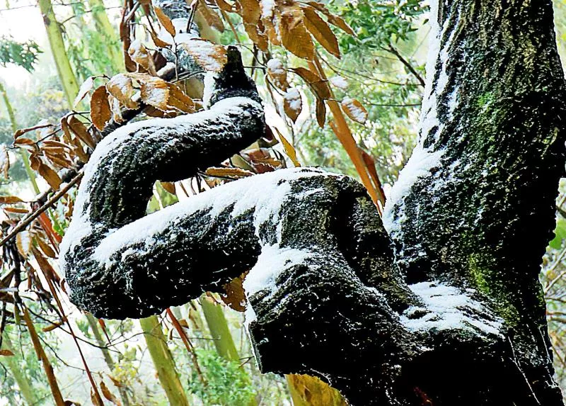 下大雪了，盘点全国初雪美景，太漂亮了！