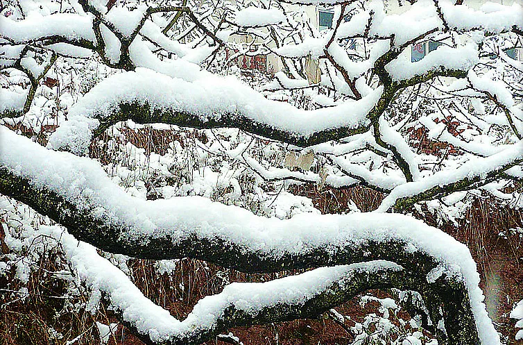 下大雪了，盘点全国初雪美景，太漂亮了！