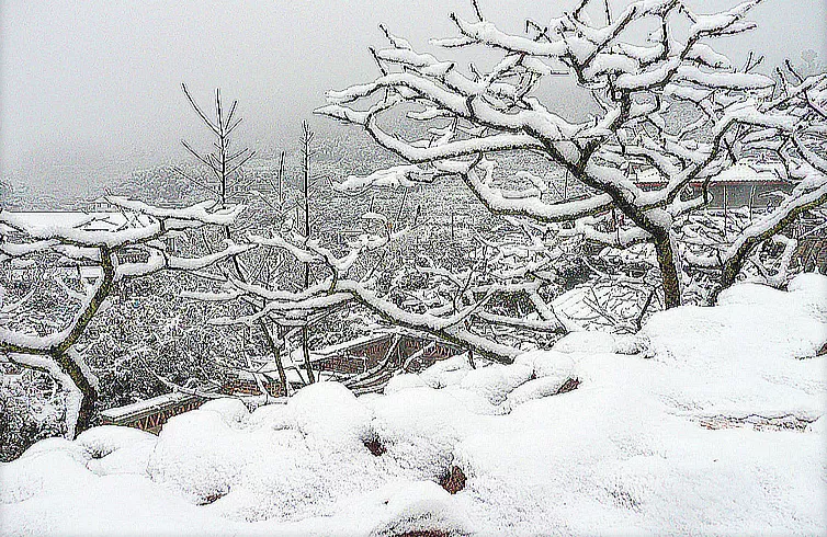 下大雪了，盘点全国初雪美景，太漂亮了！