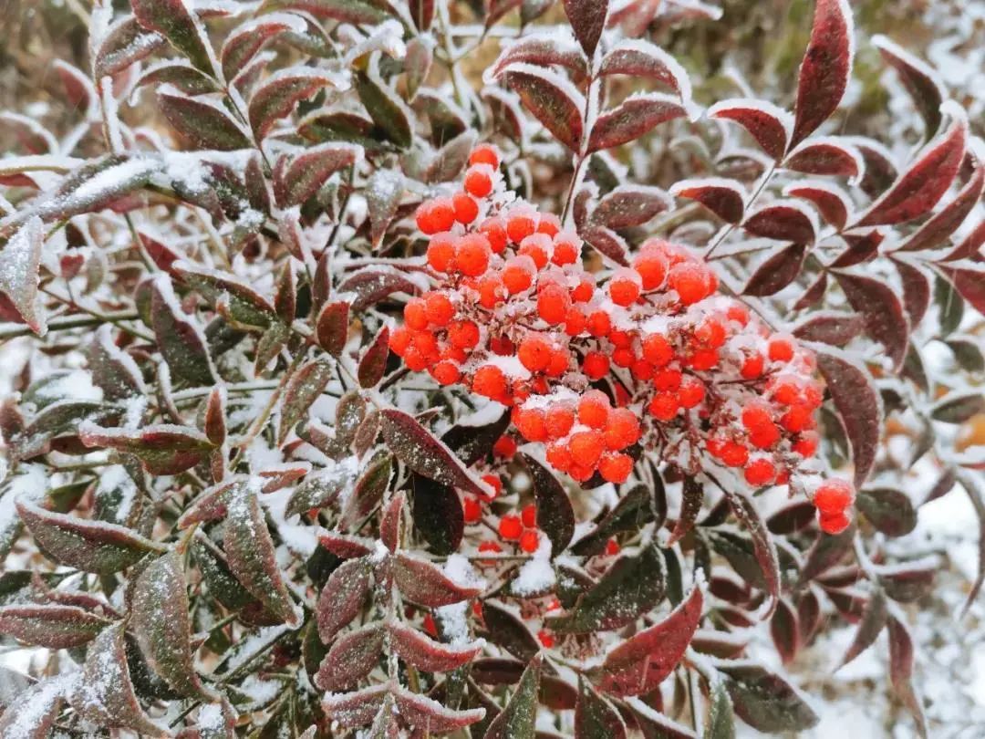 下大雪了，盘点全国初雪美景，太漂亮了！