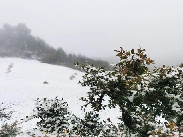 下大雪了，盘点全国初雪美景，太漂亮了！