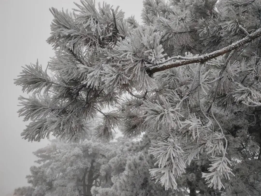下大雪了，盘点全国初雪美景，太漂亮了！