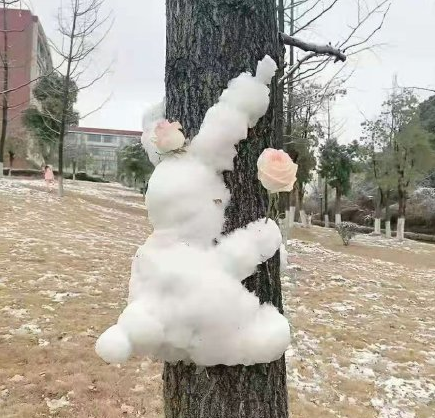 下大雪了，盘点全国初雪美景，太漂亮了！