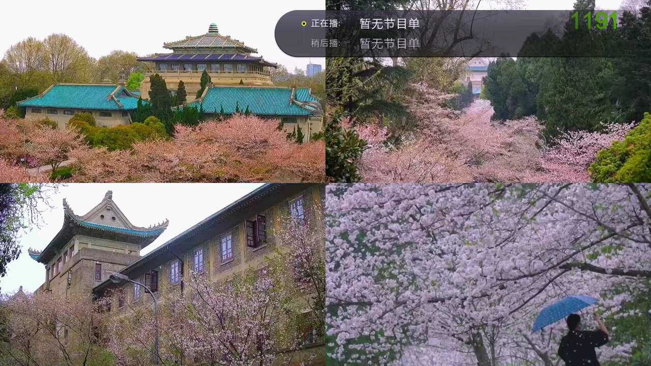 武汉大学樱花慢直播，中国电信天翼高清邀你在线赏樱！插图4