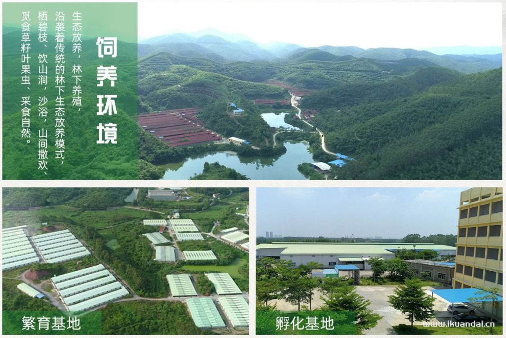 广州农夫山鸡农产品有限公司简介