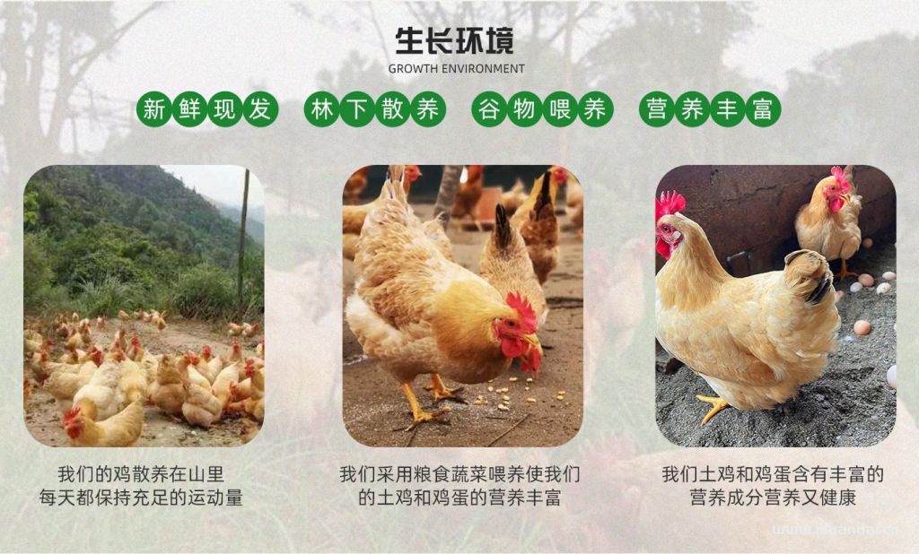 广州农夫山鸡农产品有限公司简介